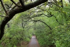 Outerbanks_Trail2